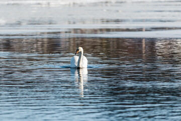 Swan on a lake