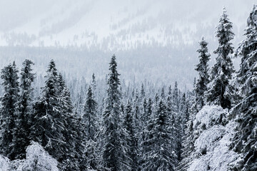 Snow covered pine trees