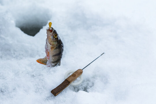 Fish caught on a hook