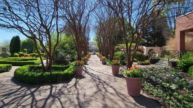 footage along a red brick footpath in the garden lined with orange flowers in pots, bare trees and lush green trees and plants with a gorgeous blue sky at Atlanta Botanical Garden in Atlanta Georgia