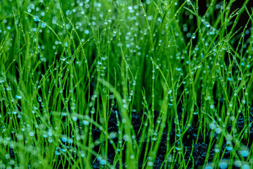 Wet green grass closeup view