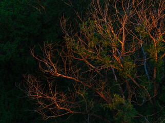 Tree branches illuminated at twilight
