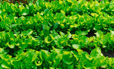 Fototapeta na wymiar Fresh salad in the garden