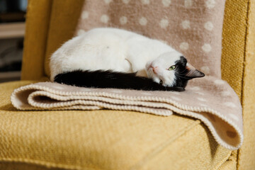 White cat with black markings sleeping on the beige blanket and yellow chair