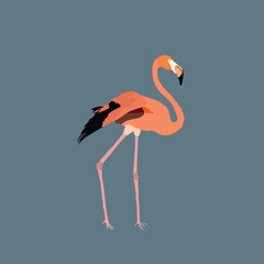 A beautiful flamingo water bird vector artwork