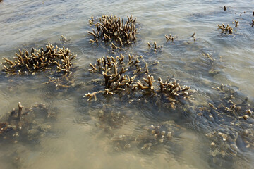 Staghorn coral reef at Naka island, Phuket Thailand. Selective focus with copy space
