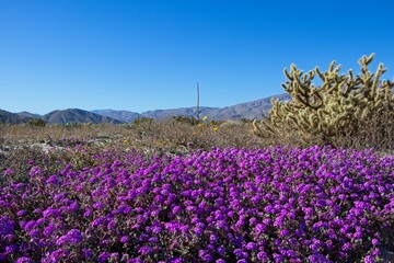 Although it may seem counterintuitive to head to the desert to look for flowers, parts of Anza Borrego Desert State Park had beautiful patches of wildflowers amid the harsh Colorado Desert landscape.