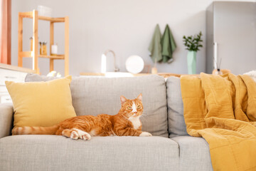 Cute red cat lying on grey couch at home