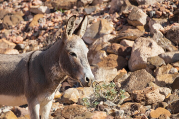 Wild Burro in the desert