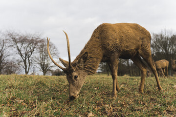 Wollaton Park is home to two herds of deer: Red Deer and Fallow Deer, UK. High quality photo