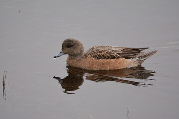 Female American Wigeon Duck