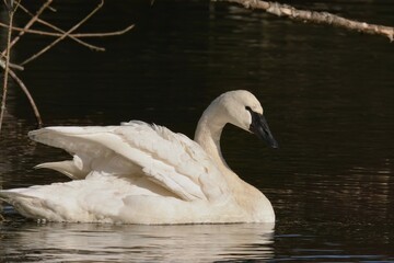 Trumpeter Swan on a lake