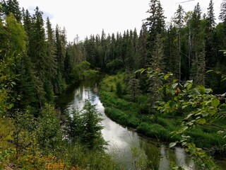 Small river in forest