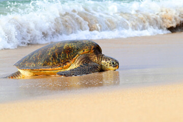 Green Sea Turtle Resting On A Beach, surfs in background. Maui, Hawaii, USA.