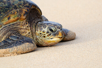 Green sea turtle resting on beach.  Maui,  Hawaii 
