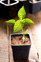 Pepper seedlings in a plastic pot close-up.