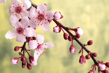 Japanese cherry branches with sakura flowers. Close-up.