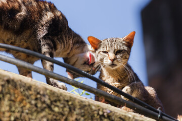Obraz premium two street cats, one licks the others fur