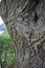 tree bark texture