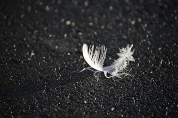 Lone white feather on soft textured black