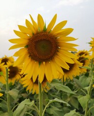 sunflower of blue sky