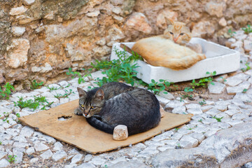street cats lying on a cardboard and in a box on the sidewalk