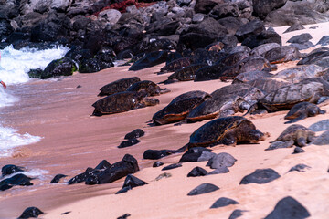 Giant Sea Turtles at Ho’okipa Beach off of the Road to Hana in Maui, Hawaii