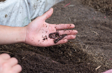 planting seeds in soil