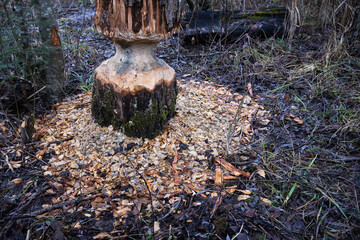Beaver gnawing traces