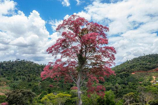 Giant Sapucaia (Lecythis pisonis) - Brazil Atlantic Forest 