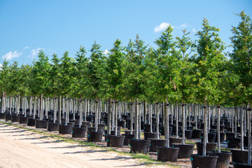 Rows of a variety of deciduous trees in black colored pots under the blue sky. There are orange,...