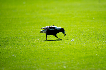 Australian Magpie in the Grass