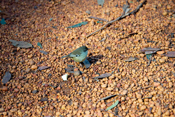 Young White-Breasted Robin - Western Australia