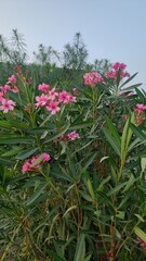 pink flowers in the garden