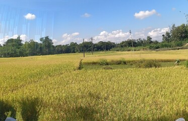 field of wheat Blue Sky 