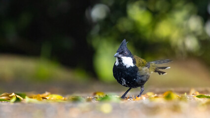 Rare shy eastern whipbird (Psophodes olivaceus) searching for food in Lamington National Park (O'Reilly's Rainforest Retreat) in Queensland, Australia