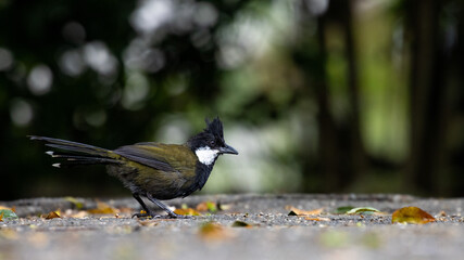 Rare shy eastern whipbird (Psophodes olivaceus) searching for food in Lamington National Park...