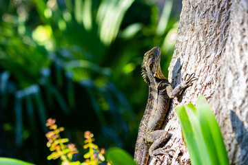 Beautiful unique common Australian water dragon (Intellagama lesueurii) resting on the sun spotted...