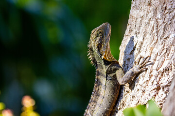 Beautiful unique common Australian water dragon (Intellagama lesueurii) resting on the sun spotted...
