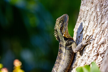 Beautiful unique common Australian water dragon (Intellagama lesueurii) resting on the sun spotted in Brisbane Botanic Gardens Mt Coot-tha, Queensland, Australia