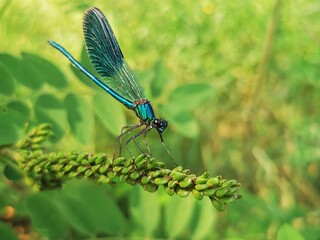 dragonfly sits on a grass close to river