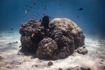Underwater coral reef on tropical shallow waters, Bali, Indonesia