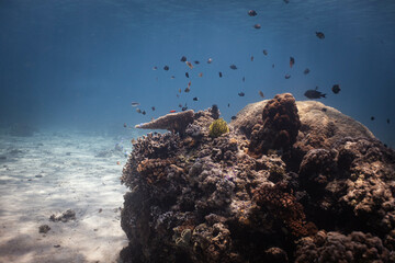 Underwater rock and corals in tropical Indonesia