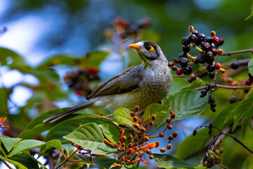 Beautiful common noisy miner (Manorina melanocephala) feeds nectar from unique red colorful flowers in Brisbane Botanic Gardens Mt Coot-tha, Queensland, Australia