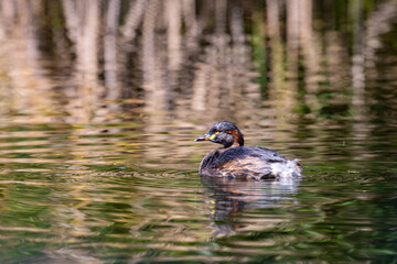 Close up on beautiful little australasian grebe (Tachybaptus novaehollandiae) swimming in the pond in  Brisbane Botanic Gardens Mt Coot-tha, Queensland, Australia