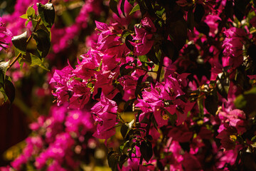 pink flowers in the garden