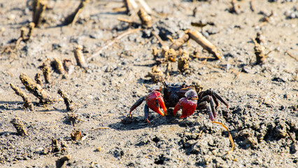 colorful Scarlet Three-spined Mangrove Crab (Neosarmatium trispinosum) spotted in tinchi tamba wetlands near Brisbane, Queensland, Australia