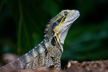 Beautiful unique common Australian water dragon (Intellagama lesueurii) resting on the sun spotted...