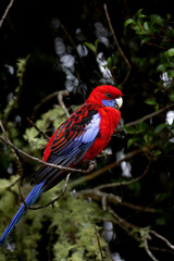Closeup on beautiful colorful crimson rosella (Platycercus elegans) parrot sit on a branch spotted in Lamington National Park (O'Reilly's Rainforest Retreat) in Queensland, Australia