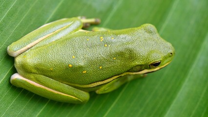 frog on a leaf